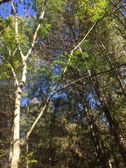 Gleditsia triacanthos inermis