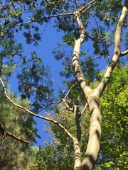 Gleditsia triacanthos inermis