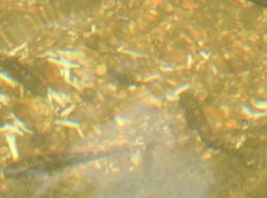 Liniparhomaloptera disparis