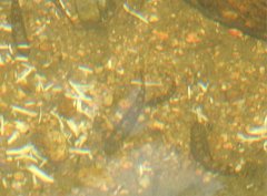 Liniparhomaloptera disparis