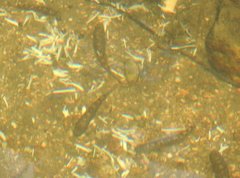 Liniparhomaloptera disparis