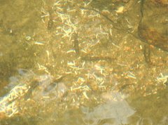 Liniparhomaloptera disparis