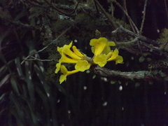 Handroanthus chrysotrichus