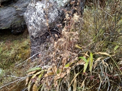 Nardostachys jatamansi