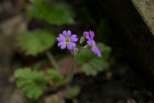 Primula malacoides