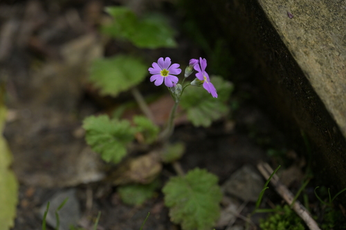 Primula malacoides
