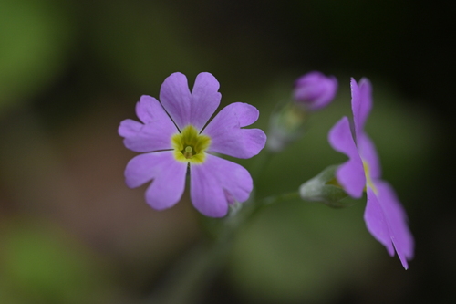 Primula malacoides