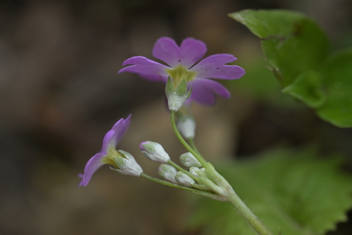 Primula malacoides