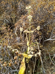 Nardostachys jatamansi