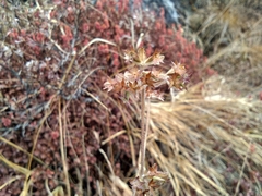 Nardostachys jatamansi