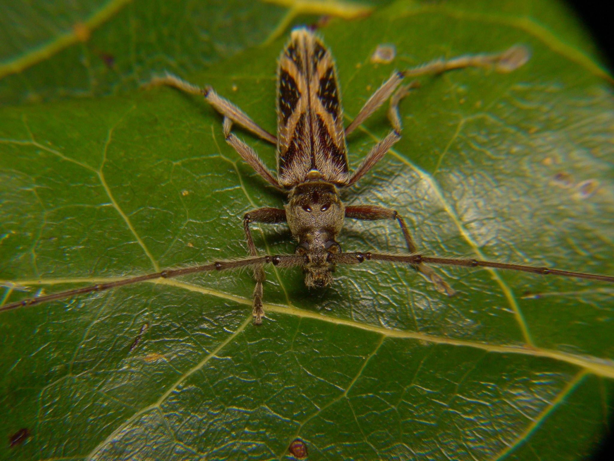 Eurysthea latefasciata image