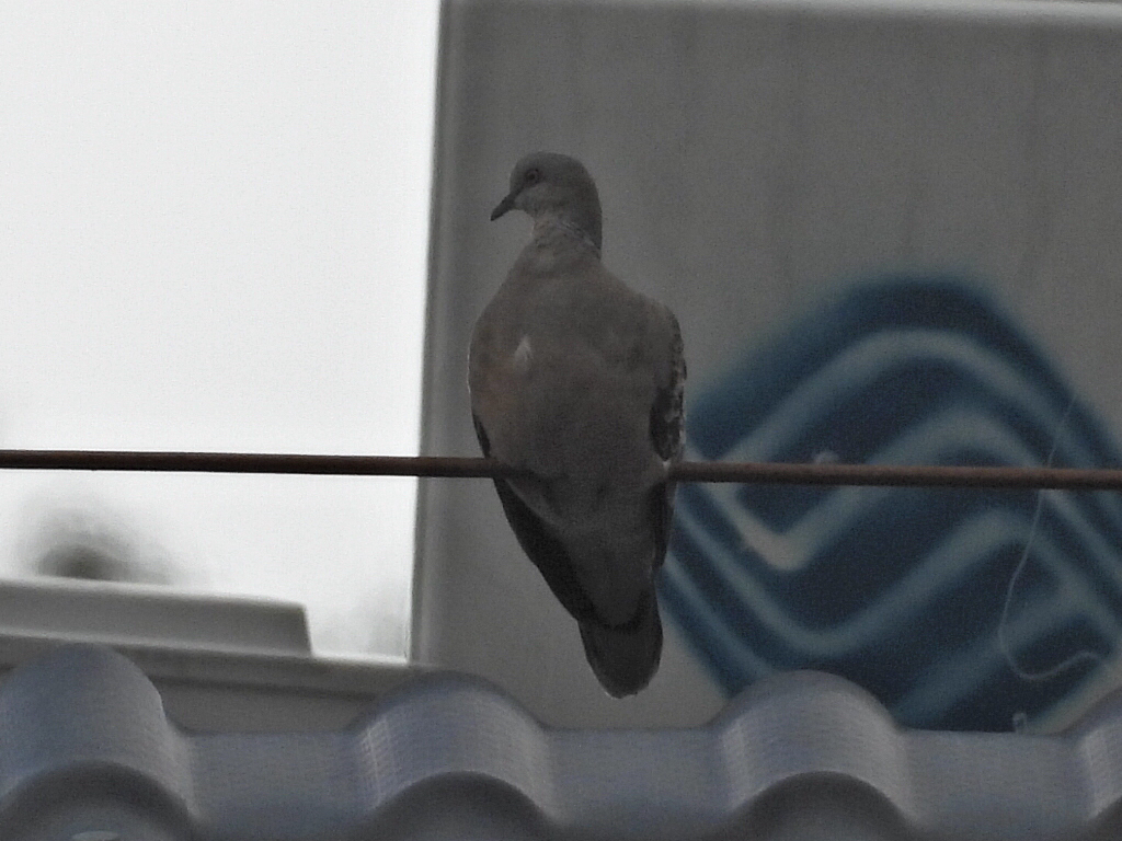 Oriental Turtle Dove