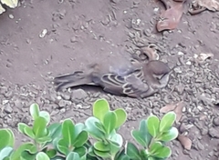 Passer domesticus