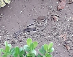 Passer domesticus