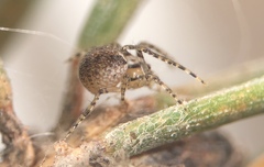 Theridion murarium