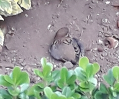 Passer domesticus