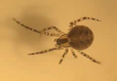 Theridion murarium