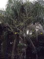 Handroanthus chrysotrichus