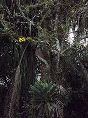 Handroanthus chrysotrichus
