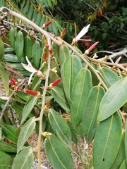 Xylopia aromatica
