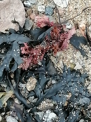 Phycodrys rubens