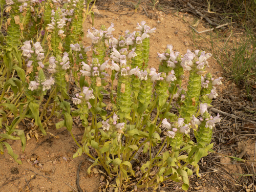 Enquist's Sandmint (Brazoria enquistii)