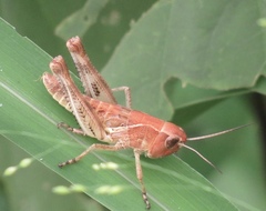 Boopedon flaviventris