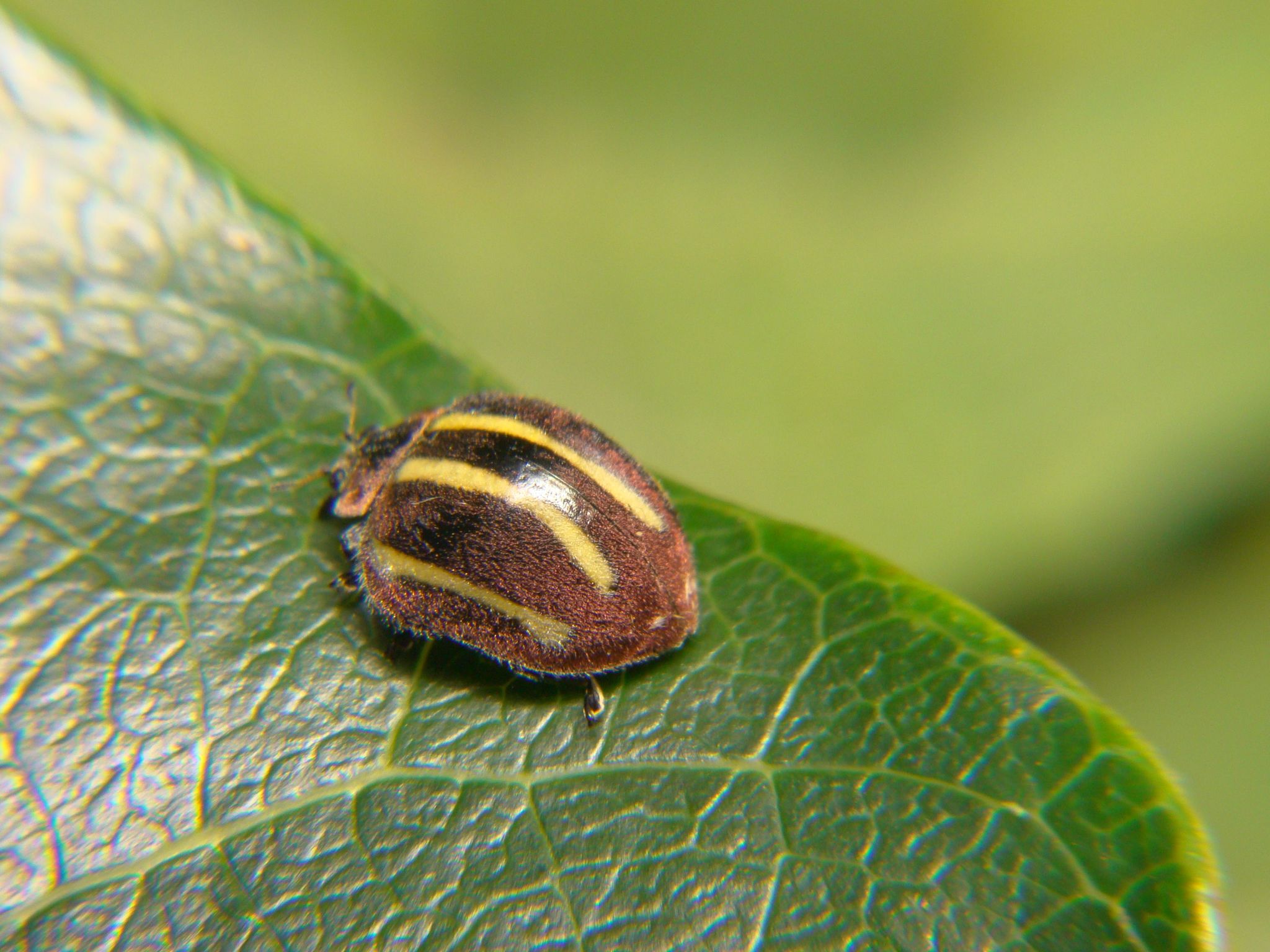 Epilachna image