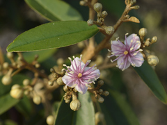 Capparis cynophallophora