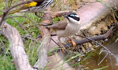 Melithreptus gularis