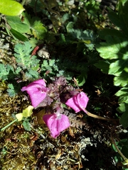 Pedicularis rhinanthoides
