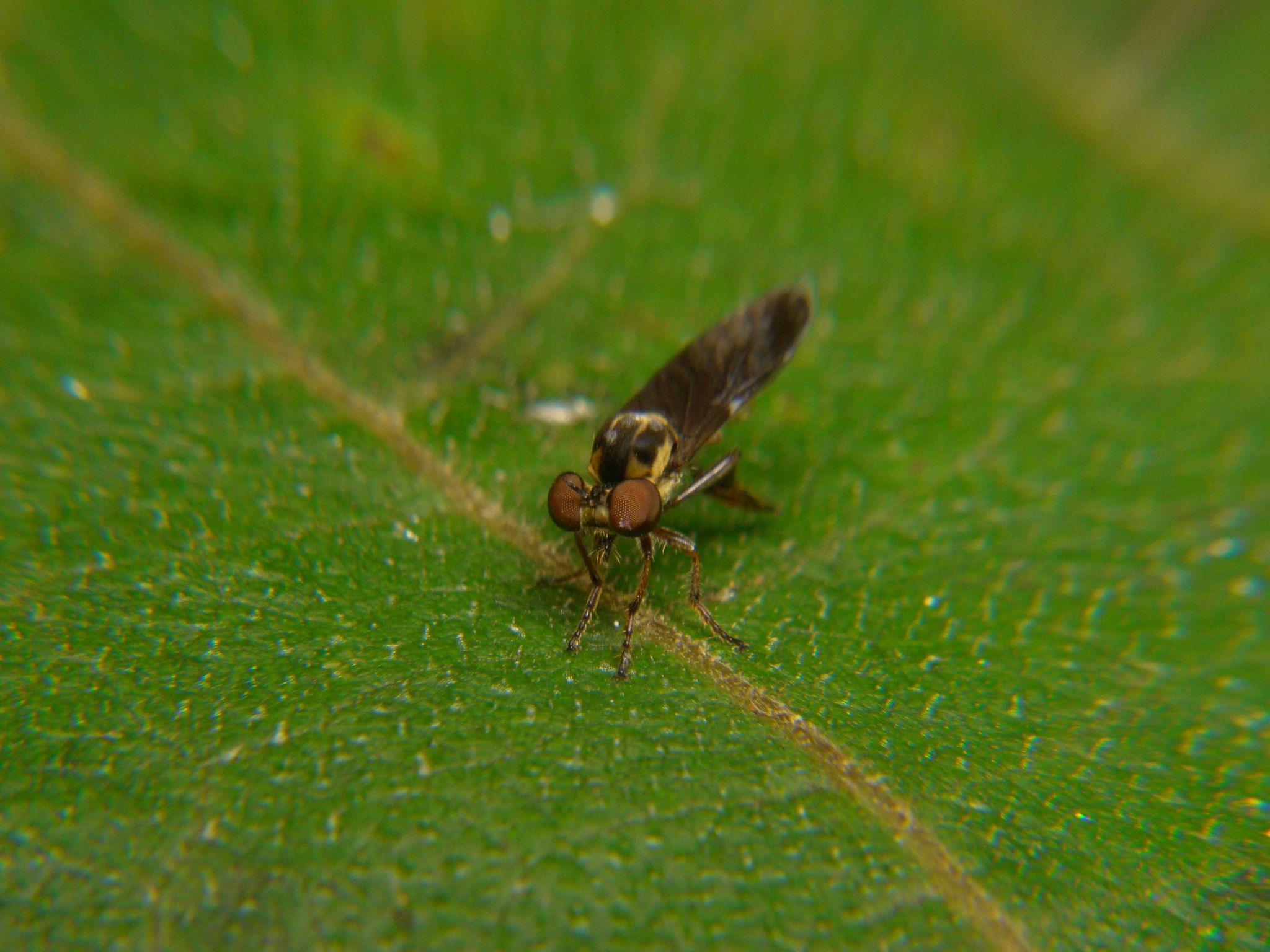 Asilidae image