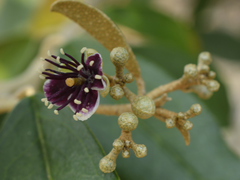 Capparis cynophallophora