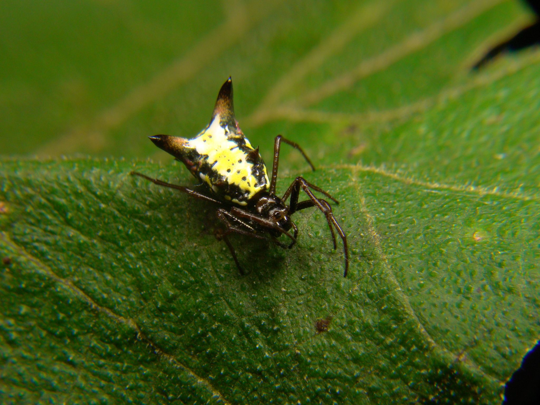 Micrathena image