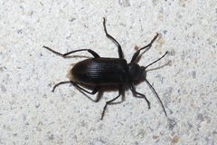 Homotrysis regularis