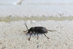 Homotrysis regularis