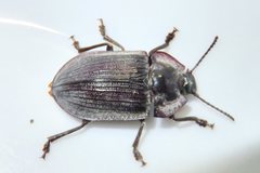 Pterohelaeus hirtus