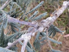 Icerya acaciae