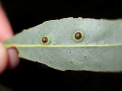 Opisthoscelis beardsleyi