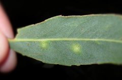 Opisthoscelis beardsleyi