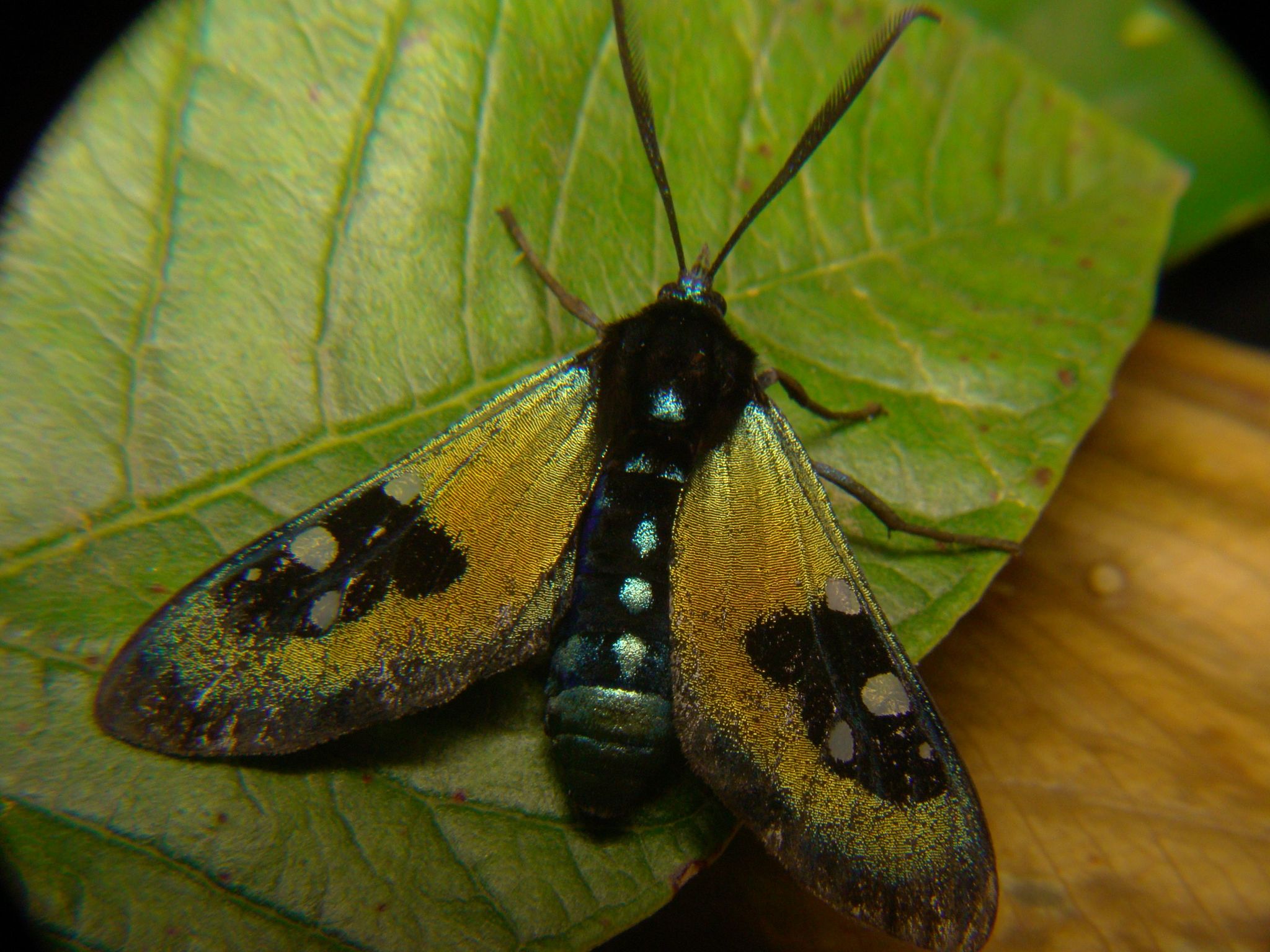 Chrysocale splendens image