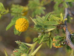 Vachellia tortuosa