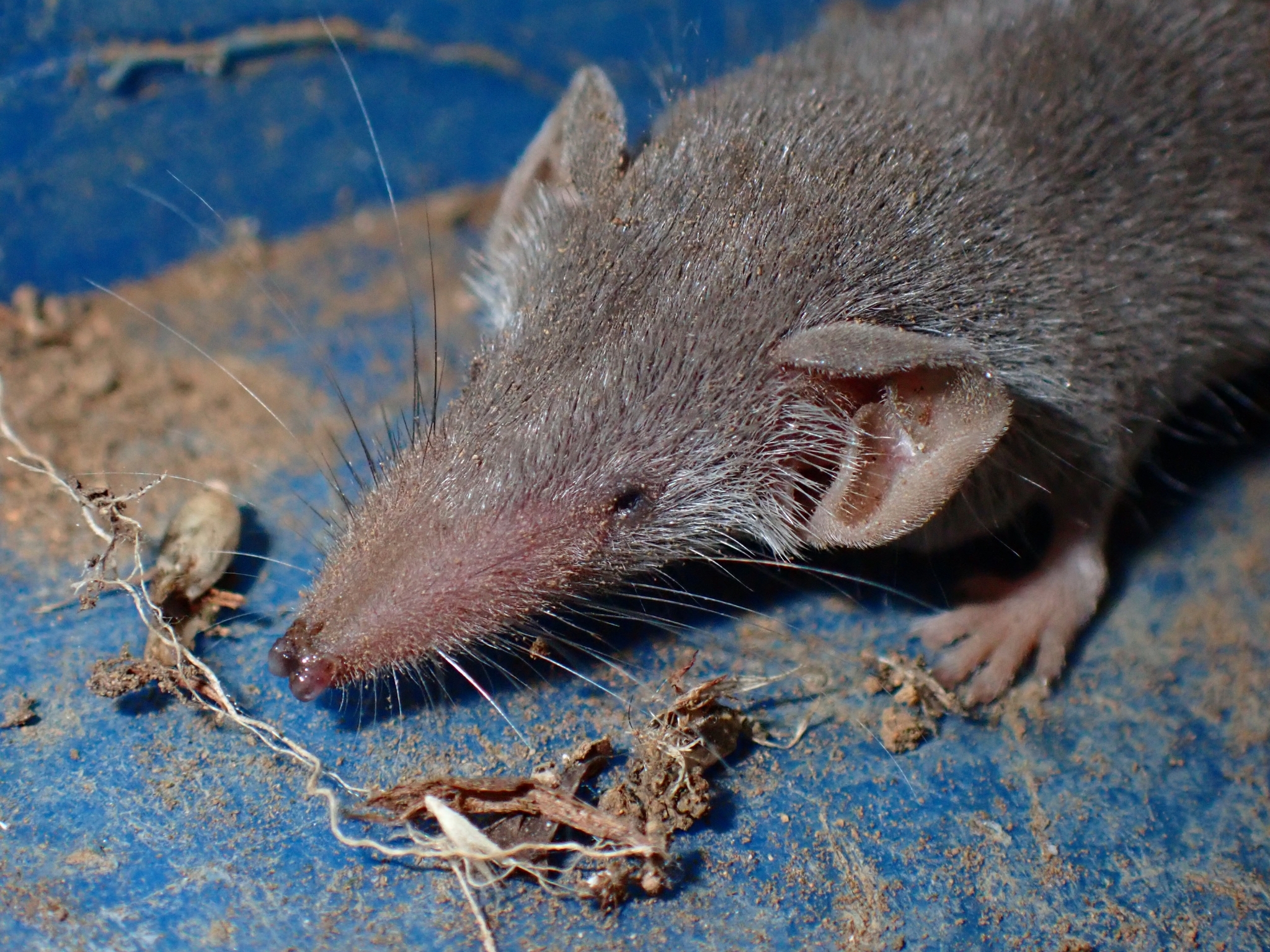 Musarañita