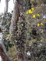 Tillandsia tricholepis