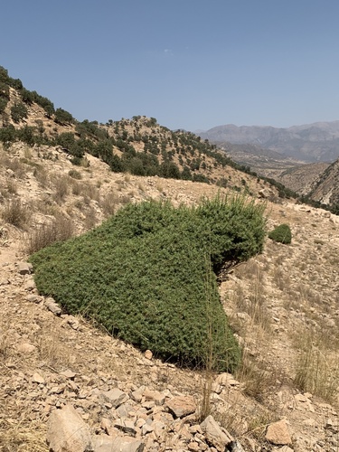 eastern prickly juniper