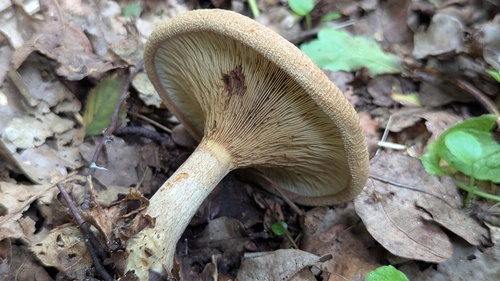 Paxillus involutus — (c) Michel Langeveld, some rights reserved (CC BY)