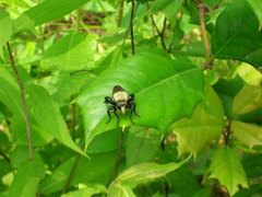 Laphria posticata