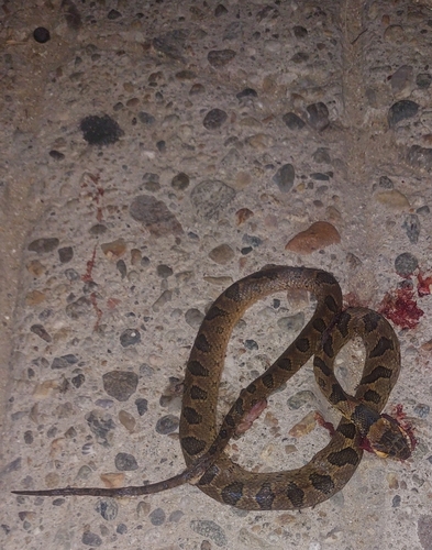 Southwestern Cat-eyed Snake