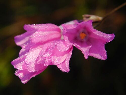 Confused Kalossie (Ixia confusa)