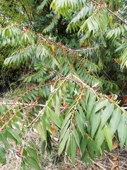 Xylopia aromatica